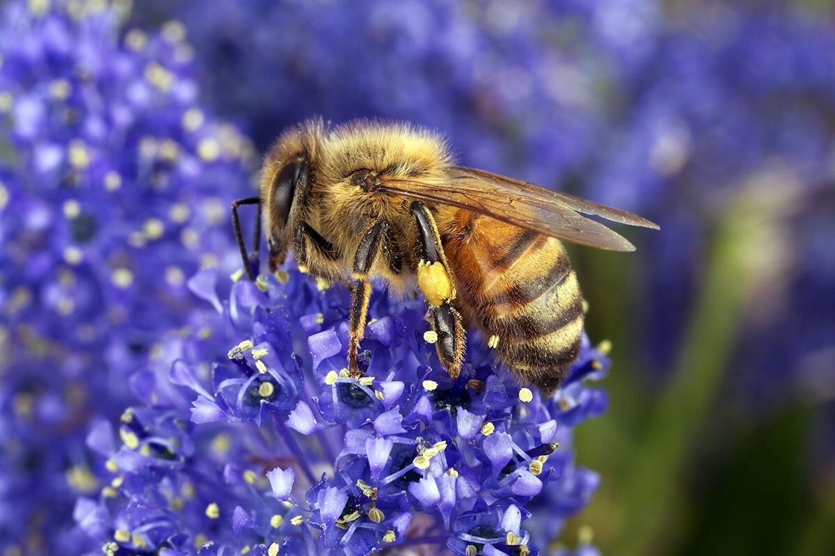 ماجرای عجیب بار الکتریکی گل ها و زنبور عسل (فیلم)
