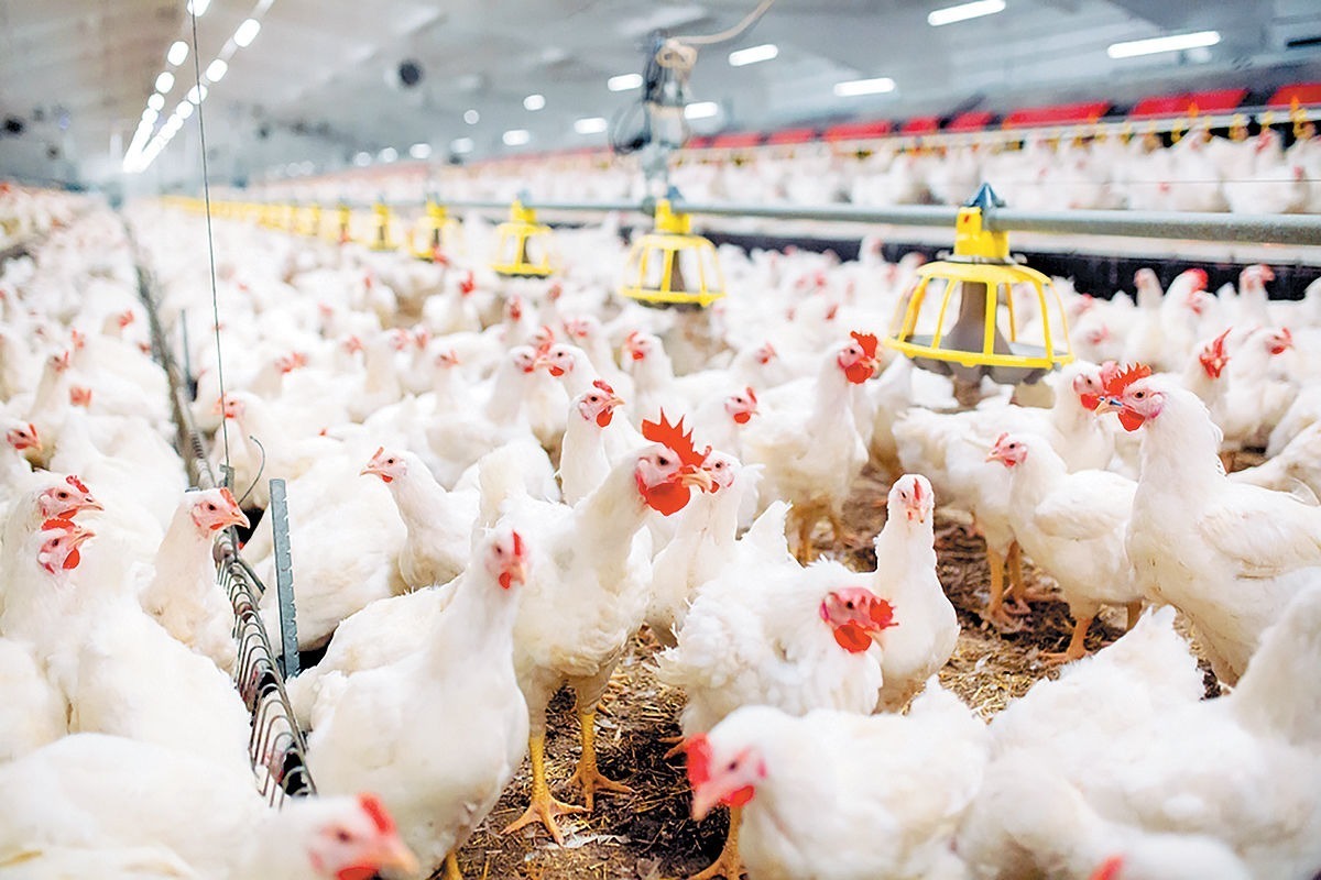 فرآیند پرورش و پردازش گوشت مرغ در مدرن ترین مرغداری و کارخانه آمریکا (فیلم)