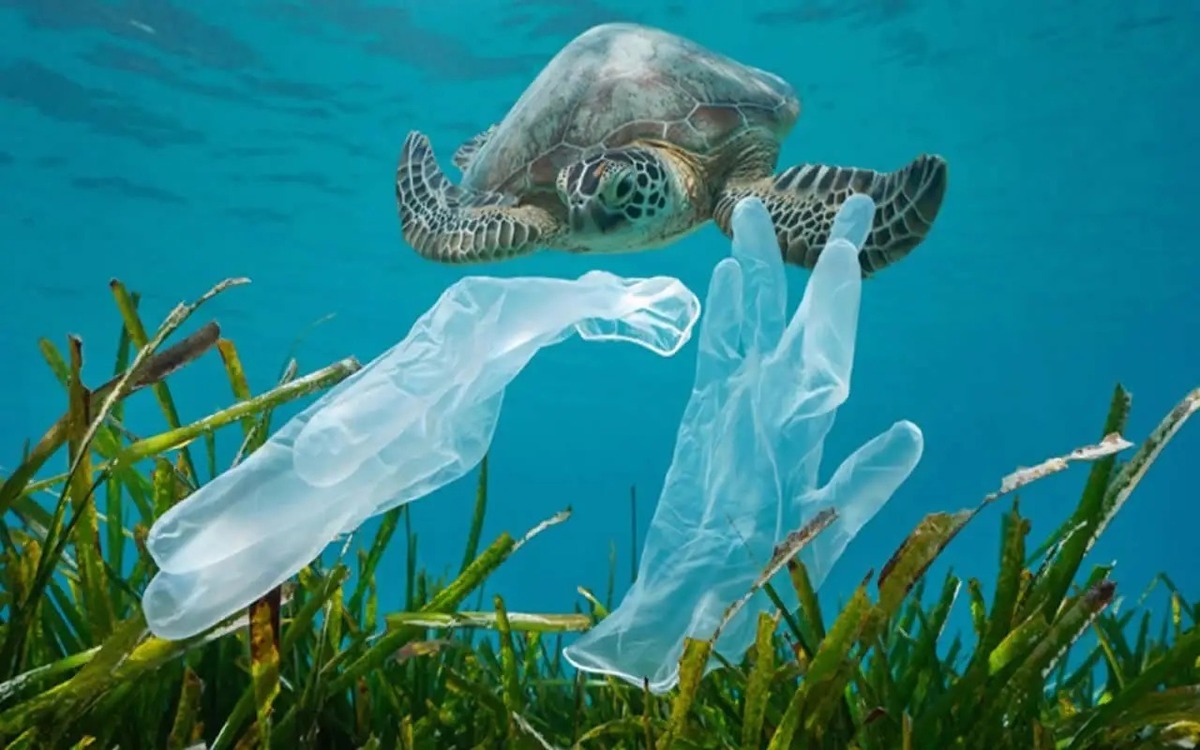 نجات لاکپشت گرفتار در زباله های دریایی (فیلم)