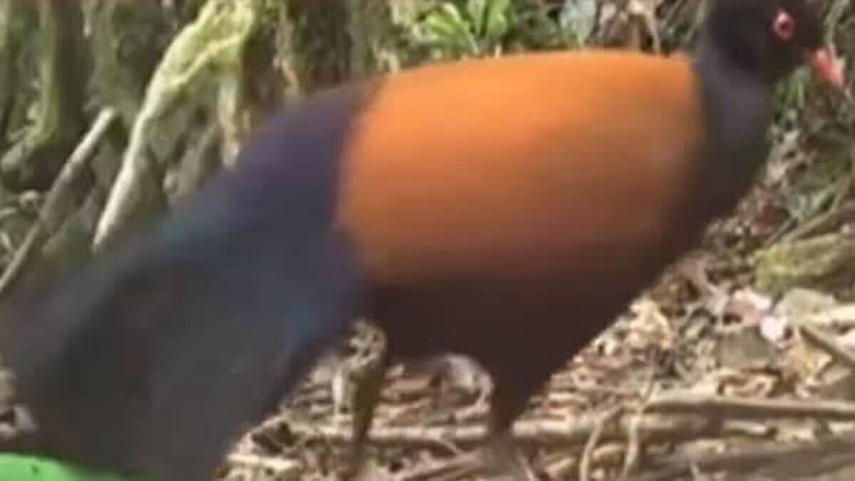 دیده شدن پرنده‌ای که ۱۴۲ سال قبل منقرض شده بود (فیلم)