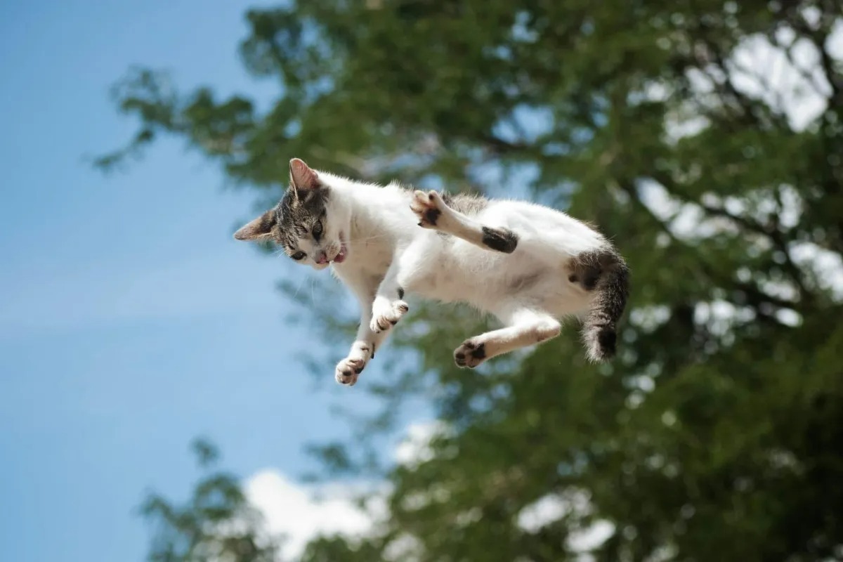 چرا گربه‌ها همیشه روی چهار دست و پا فرود می‌آیند؟
