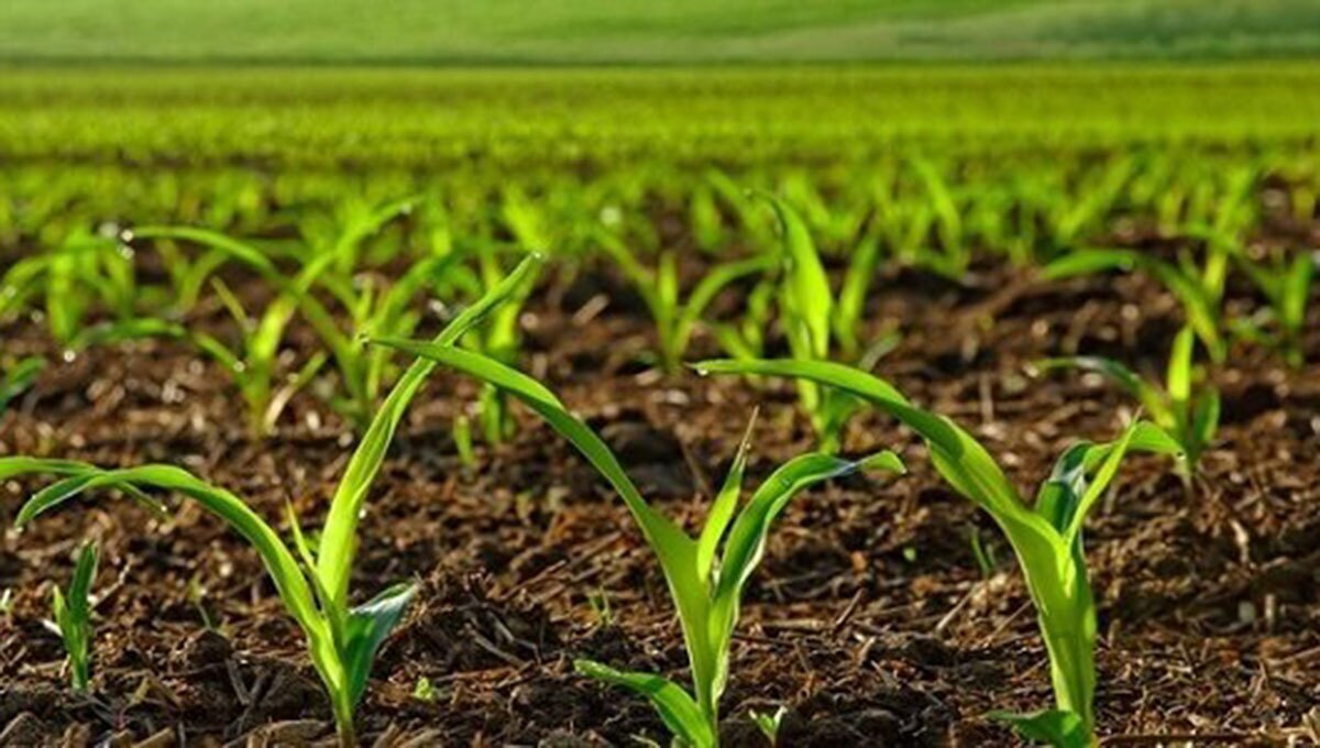 کشاورزی در خطر اپیدمی! مجلس به دنبال حل مشکل واردات نهاده‌های کشاورزی