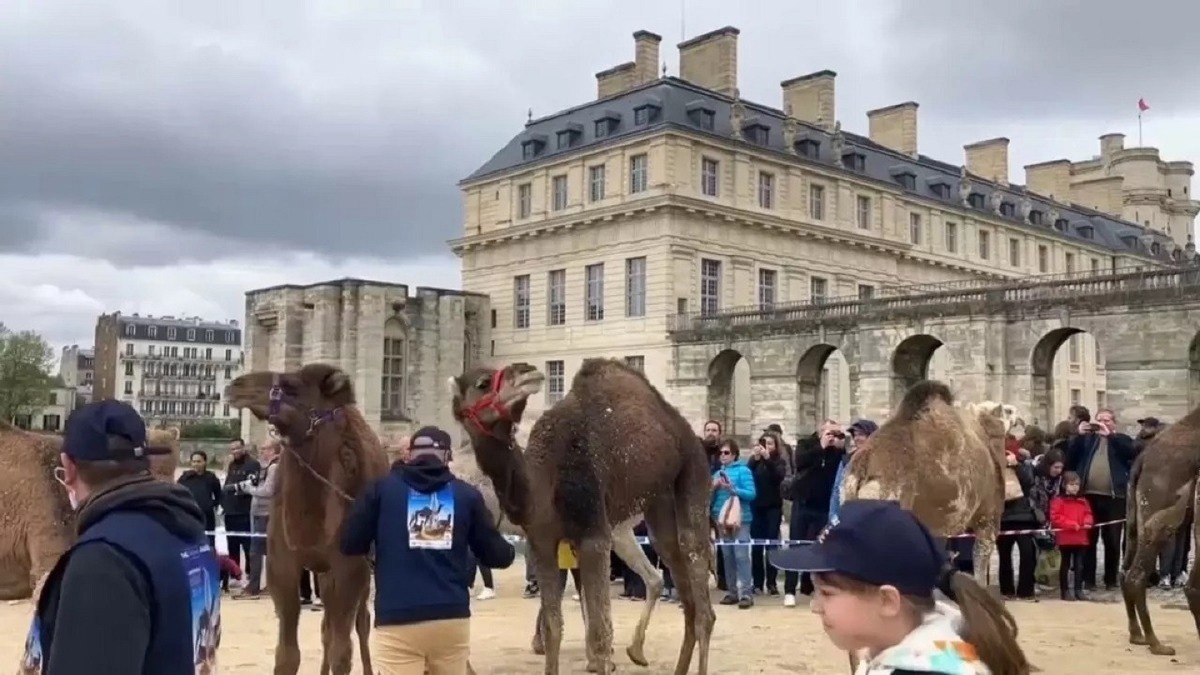راهپیمایی شتر‌ها در محوطه کاخ وینسنس فرانسه (فیلم)
