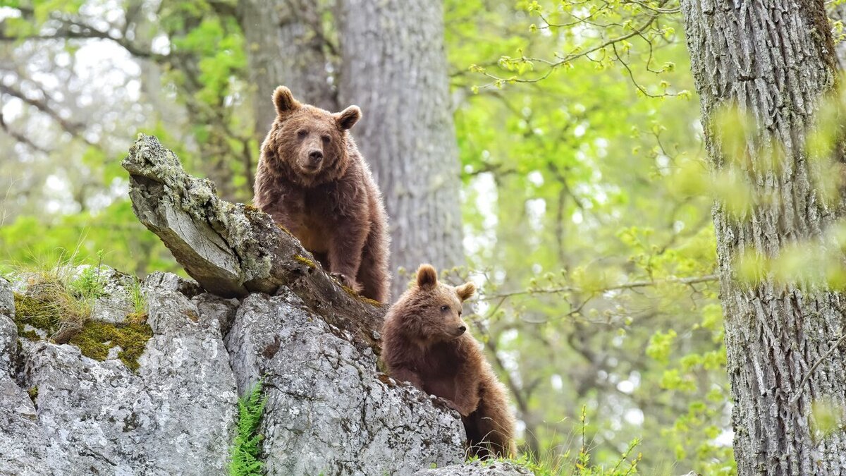 بازی‌گوشی توله خرس قهوه‌ای با دوربین تله‌ای در ارتفاعات رامسر (فیلم)