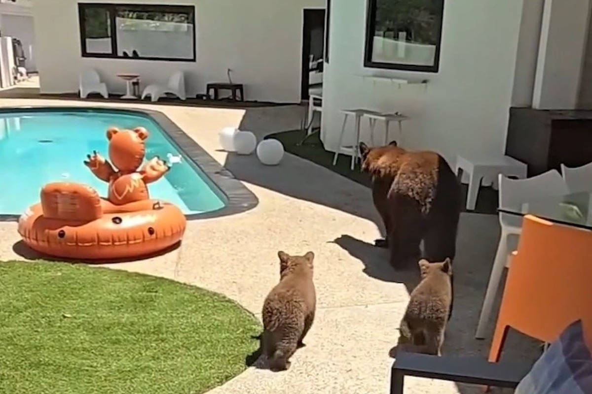 ترس دو توله خرس برای ورود به استخر (فیلم)