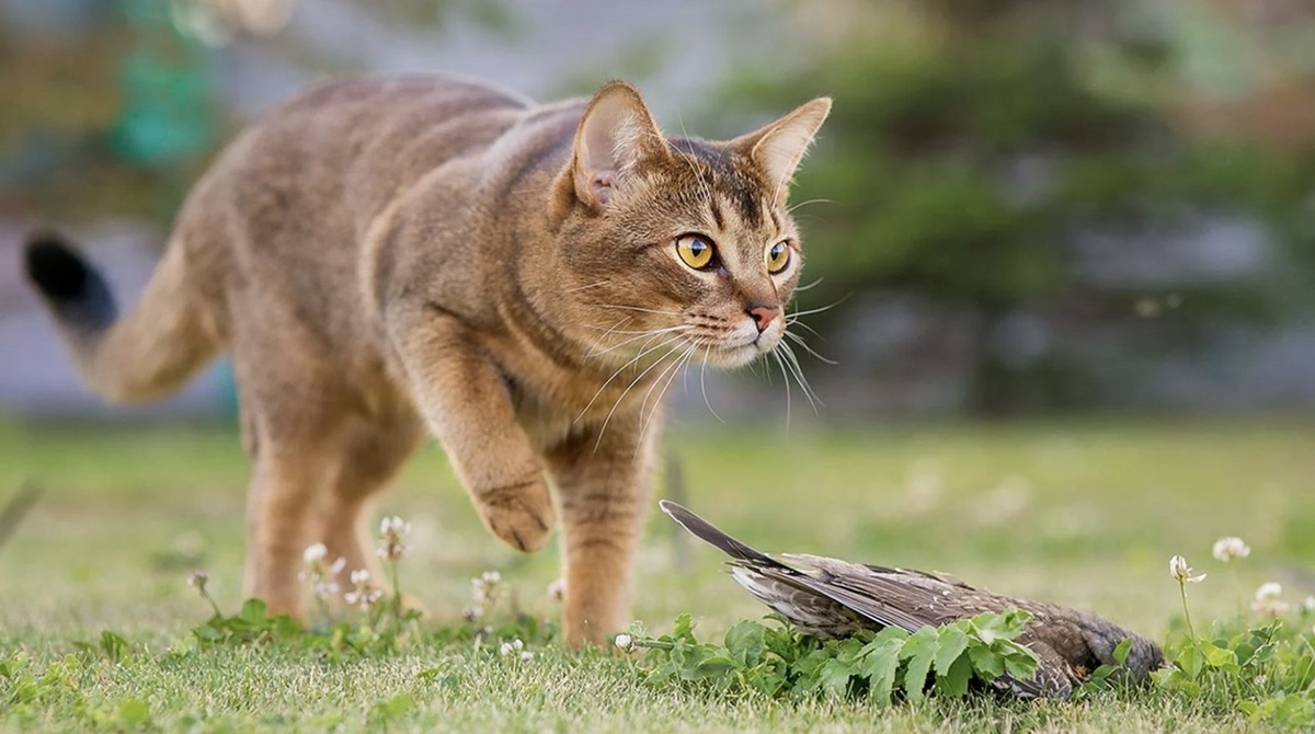 شکار دیدنی پرنده توسط یک گربه وحشی (فیلم)