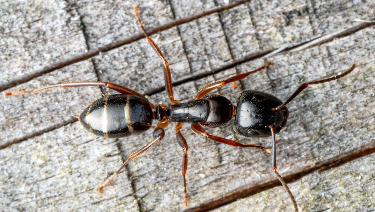 احتمالا جالب ترین عکسی که از مورچه دیده اید!
