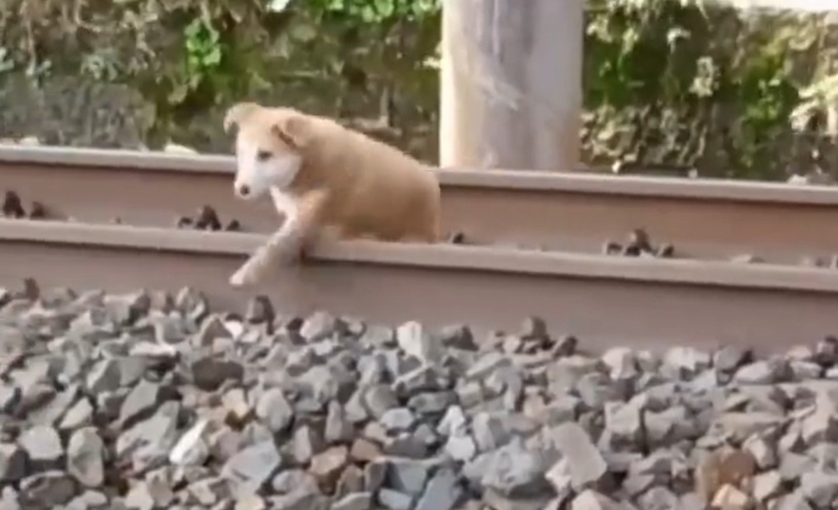 خوابیدن یک سگ روی ریل هنگام عبور قطار (فیلم)