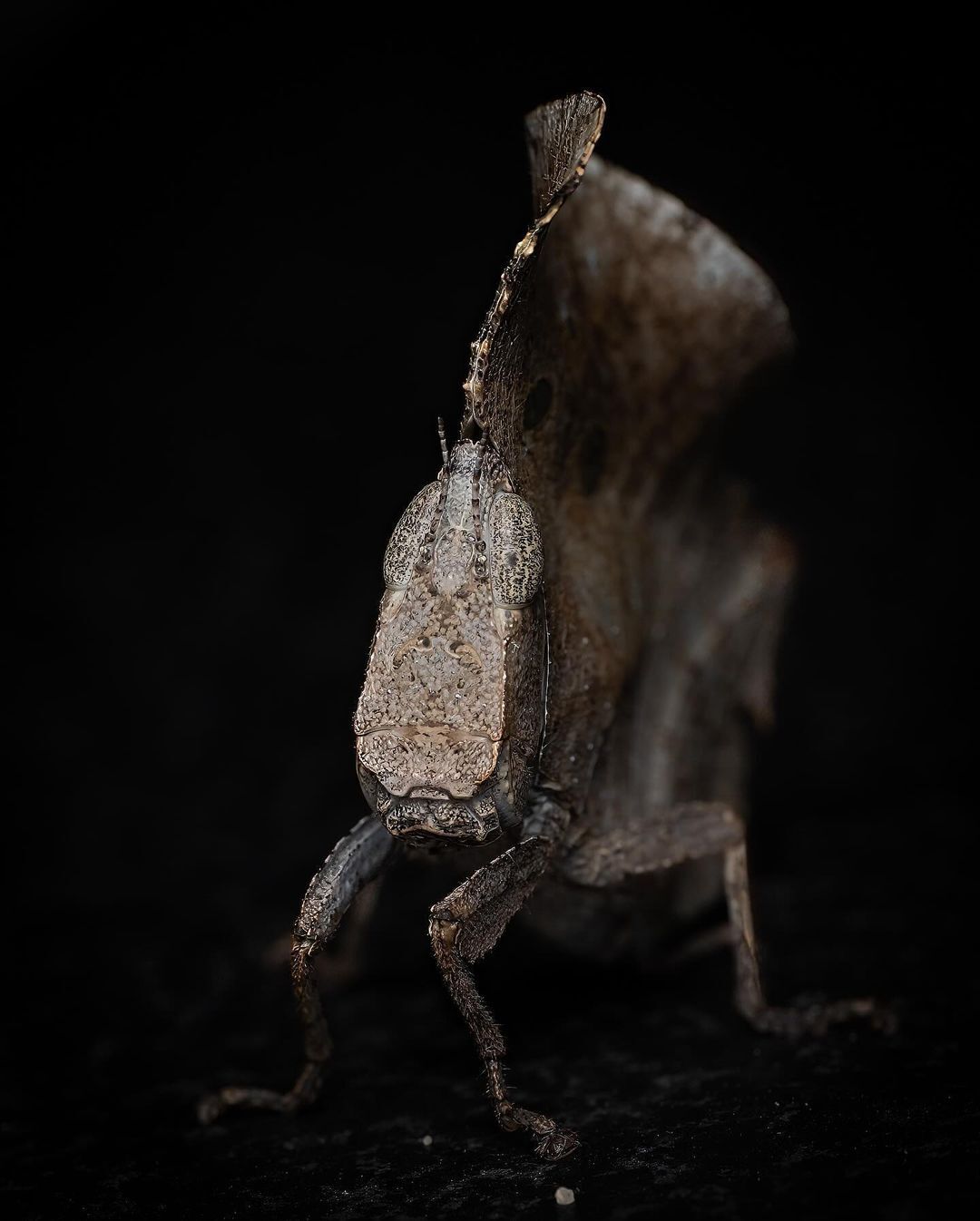 عکاسی ماکرو از یک حشره (عکس)