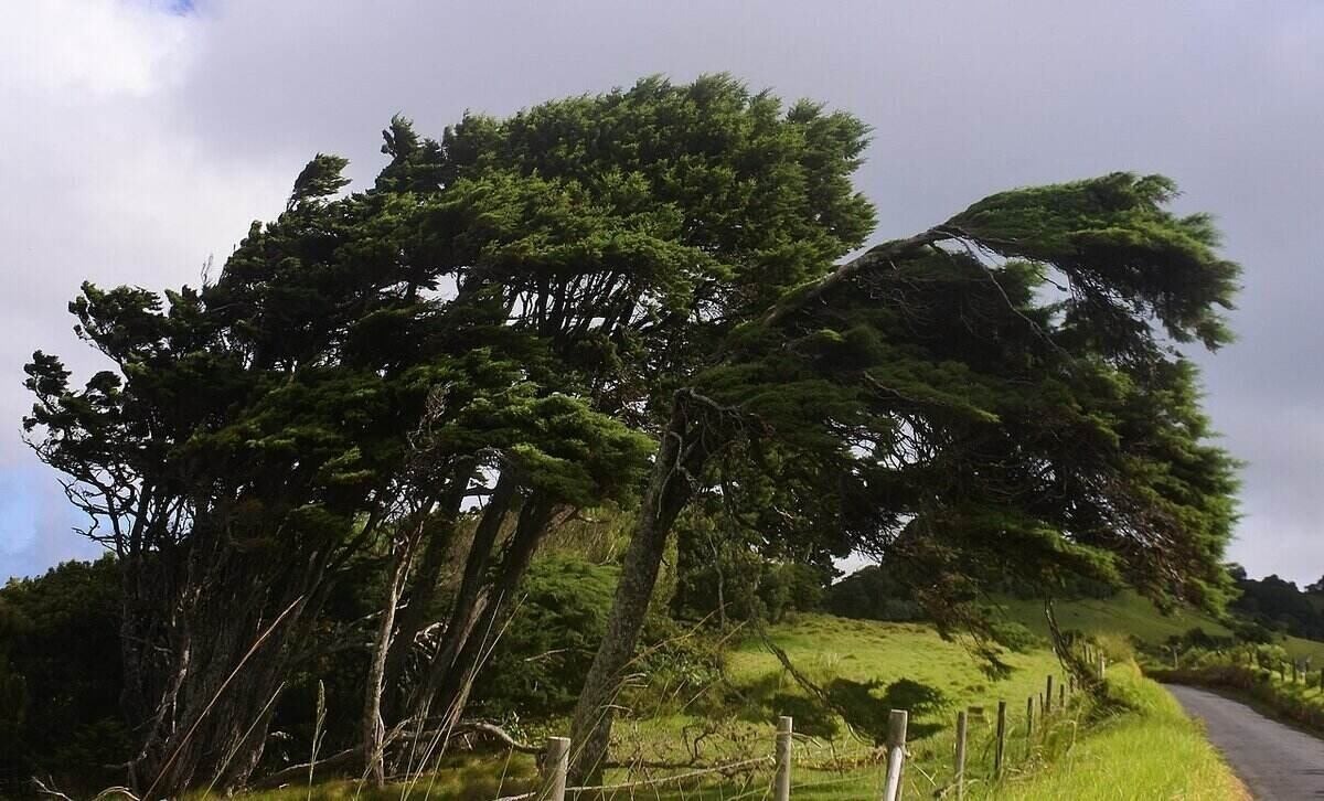 وزش باد شدید در ایلام، موجب شکستن درختان شد (فیلم)