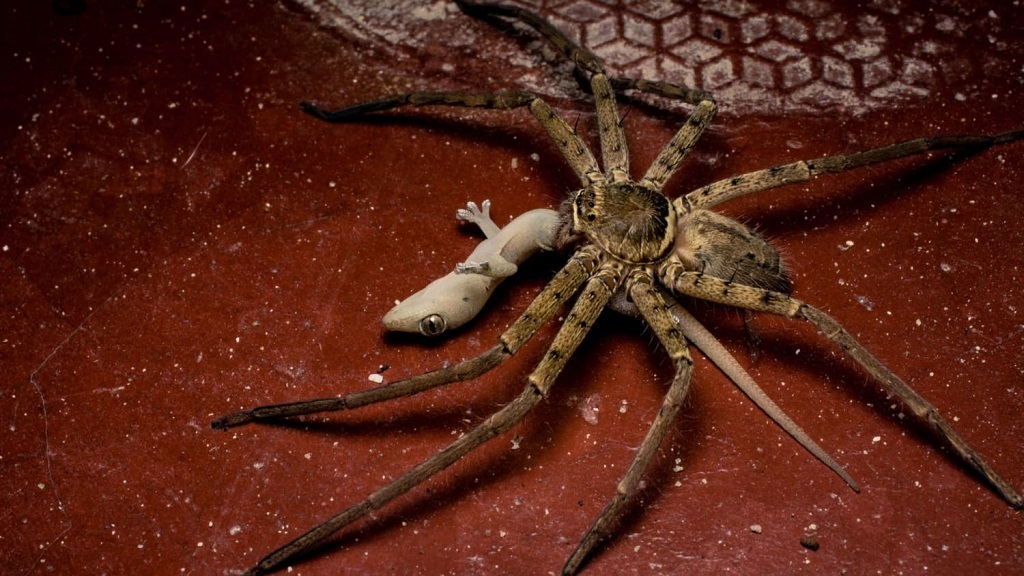 این عنکبوت، بی‌رحم و خطرناک است