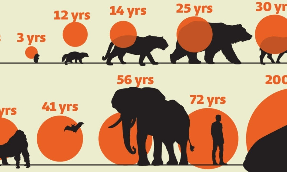 متوسط طول عمر پستانداران چقدر است؟ (+ اینفوگرافی)