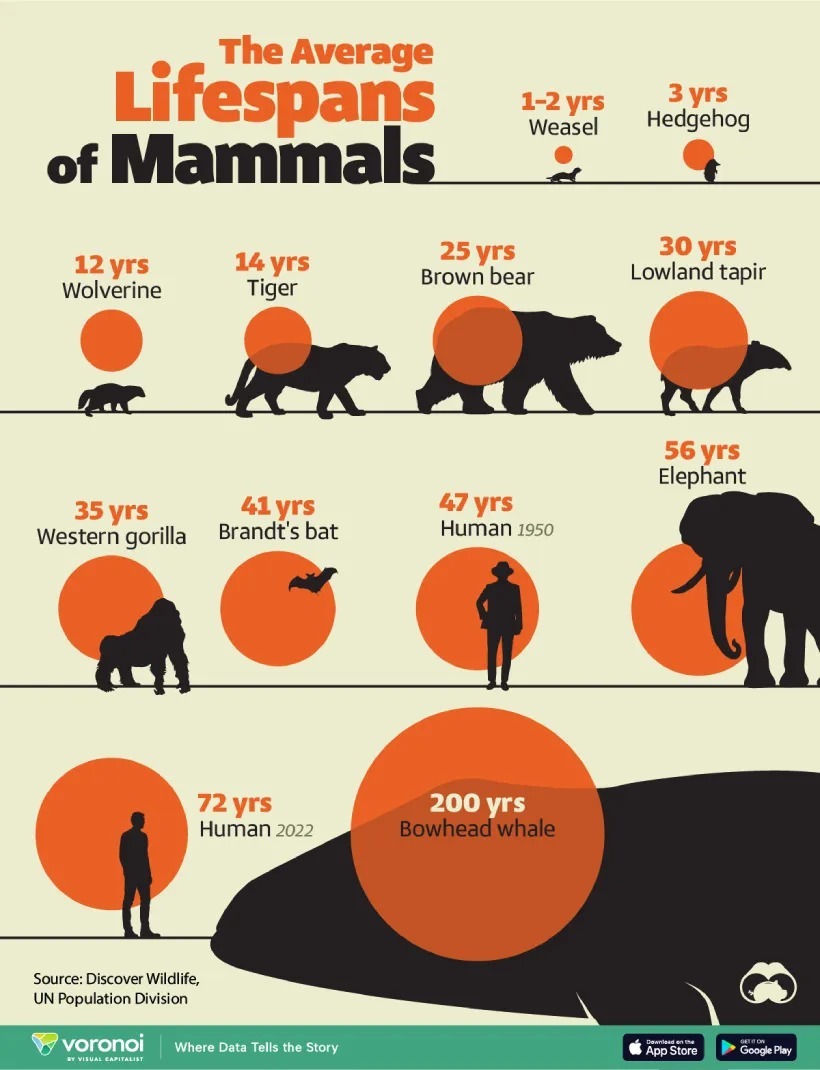 متوسط طول عمر پستانداران چقدر است؟ (+ اینفوگرافی)