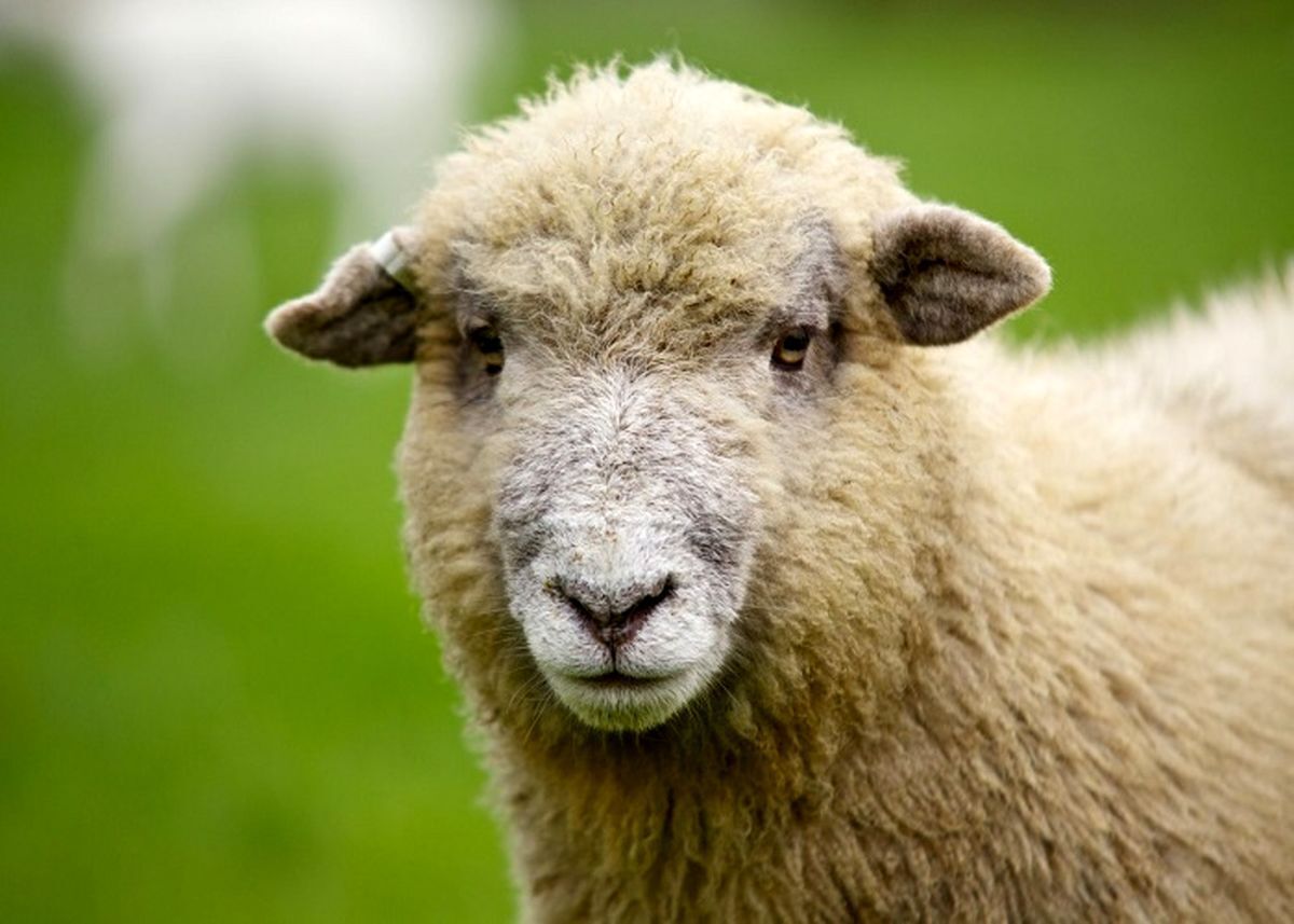 انتقام باورنکردنی یک گوسفند از چوپان! (فیلم)