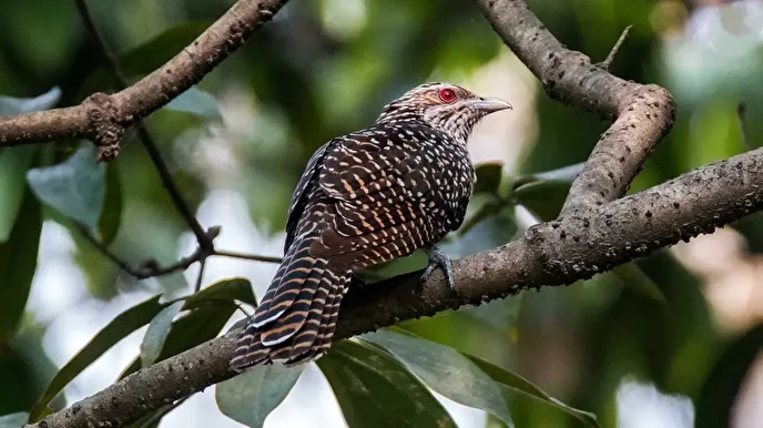 چرا پرنده کوکو تخم‌های خود را در لانۀ کلاغ می‌گذارد؟