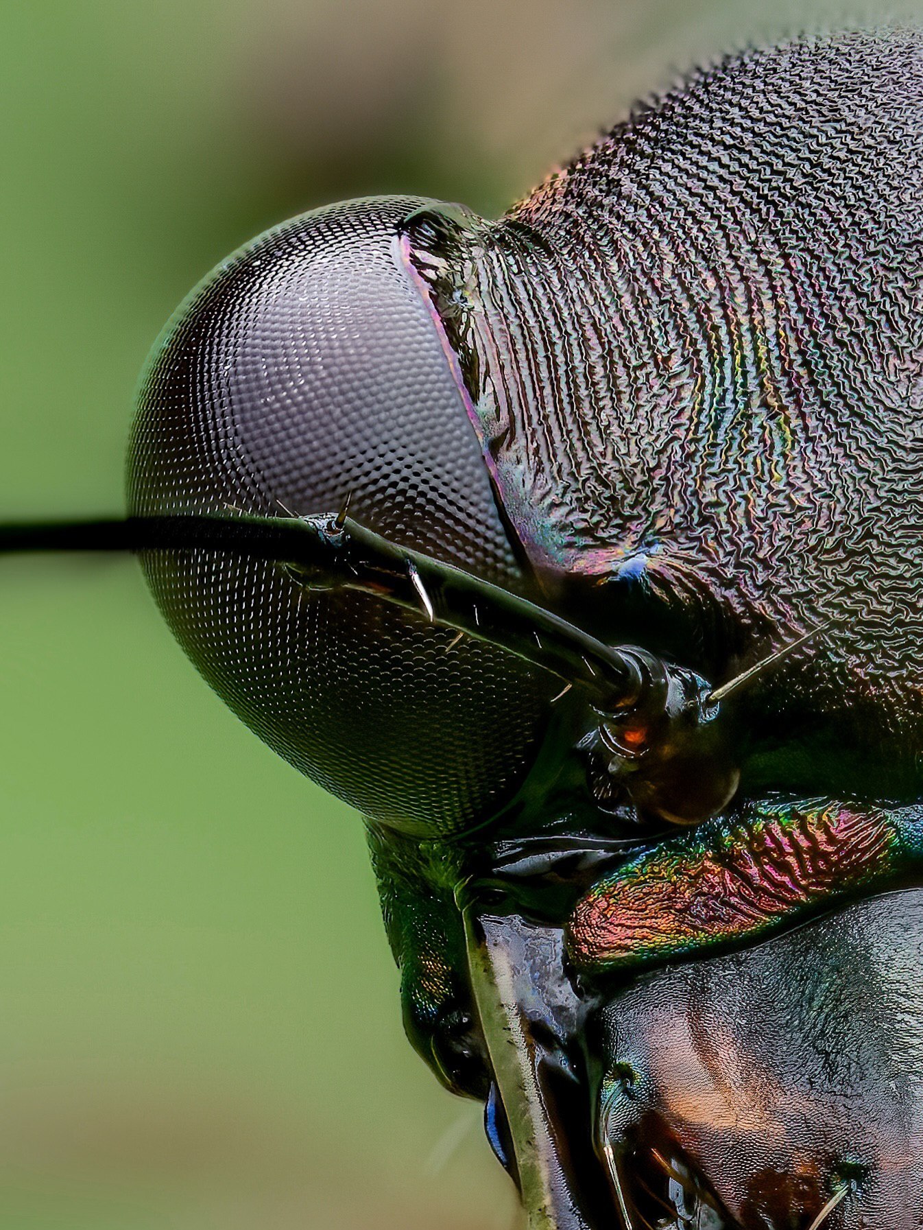 نمای نزدیک (ماکرو) از سر و فک‌های قدرتمند سوسک ببری آمازون (Tiger Beetle) که جزئیات آناتومی شکارچی و چشمان بزرگ آن را برای پایش محیط نشان می‌دهد.