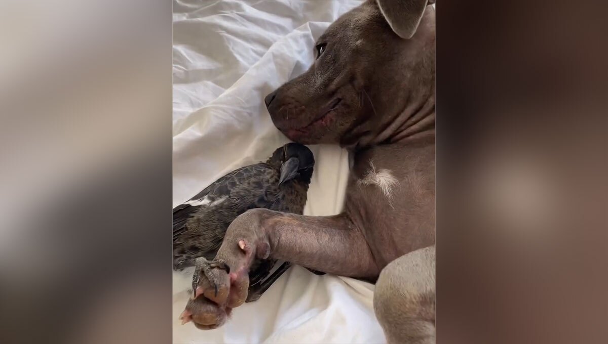 دوستی عجیب پرنده و سگ (فیلم)