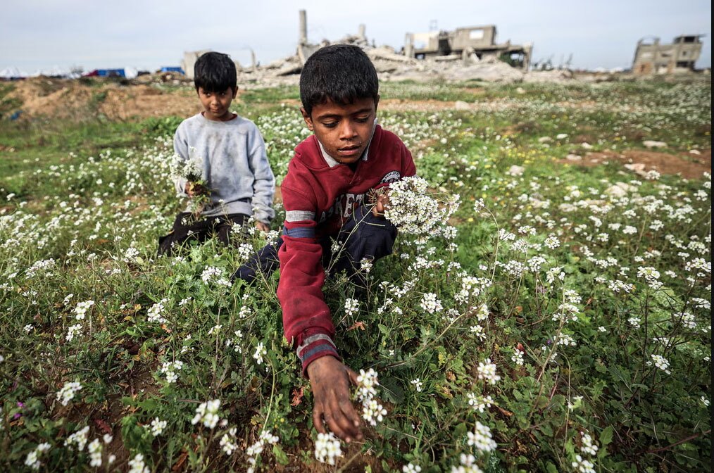 کودکان فلسطینی در نوار غزه در حال گل چیدن/ خبرگزاری فرانسه