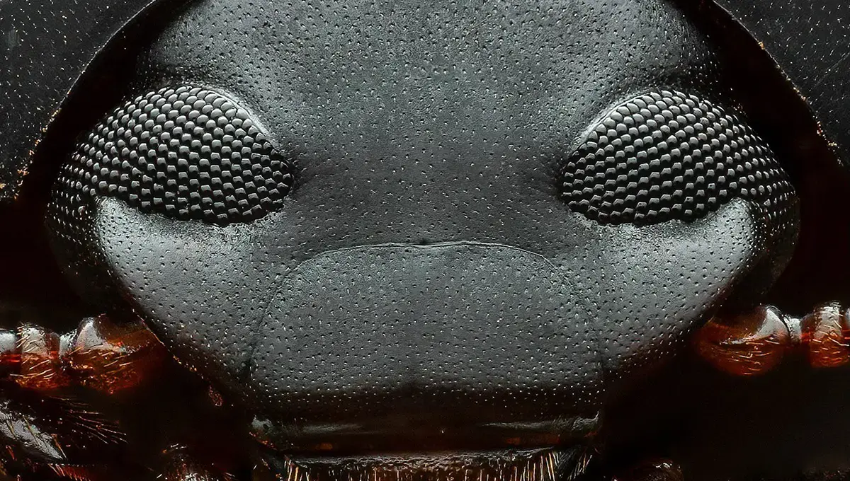 سوسک دارث ویدر؛ حشره ای شبیه به شخصیت معروف جنگ ستارگان (+عکس)