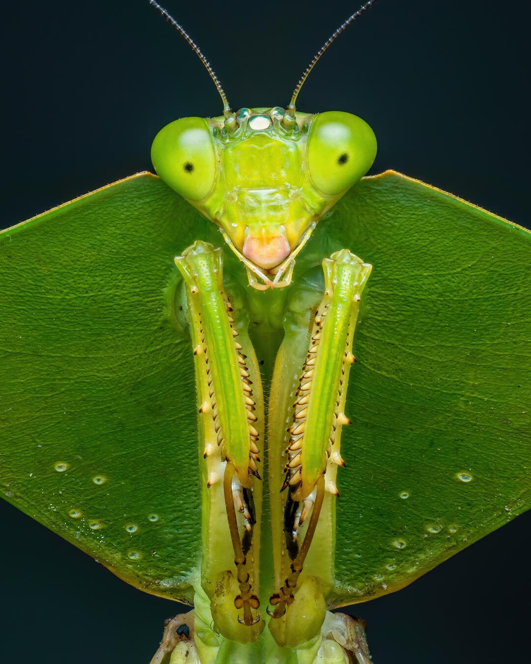 نمای نزدیک و ماکرو از مانتیس سپردار گونه Choeradodis rhombicollis با ظاهری شبیه به برگ سبز در جنگل‌های اکوادور.
