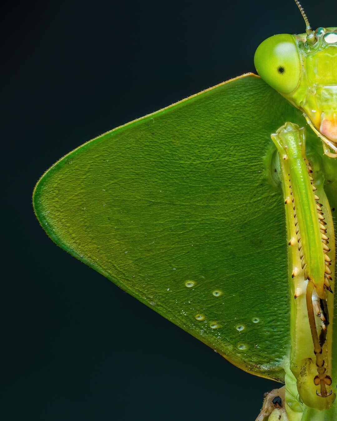 نمای نزدیک و ماکرو از مانتیس سپردار گونه Choeradodis rhombicollis با ظاهری شبیه به برگ سبز در جنگل‌های اکوادور.