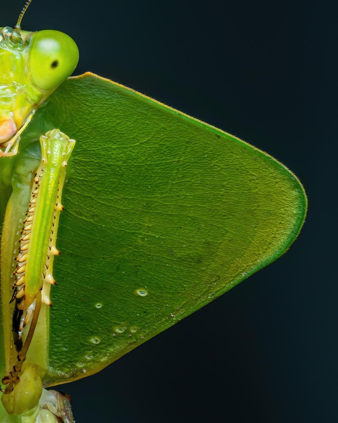 نمای نزدیک و ماکرو از مانتیس سپردار گونه Choeradodis rhombicollis با ظاهری شبیه به برگ سبز در جنگل‌های اکوادور.