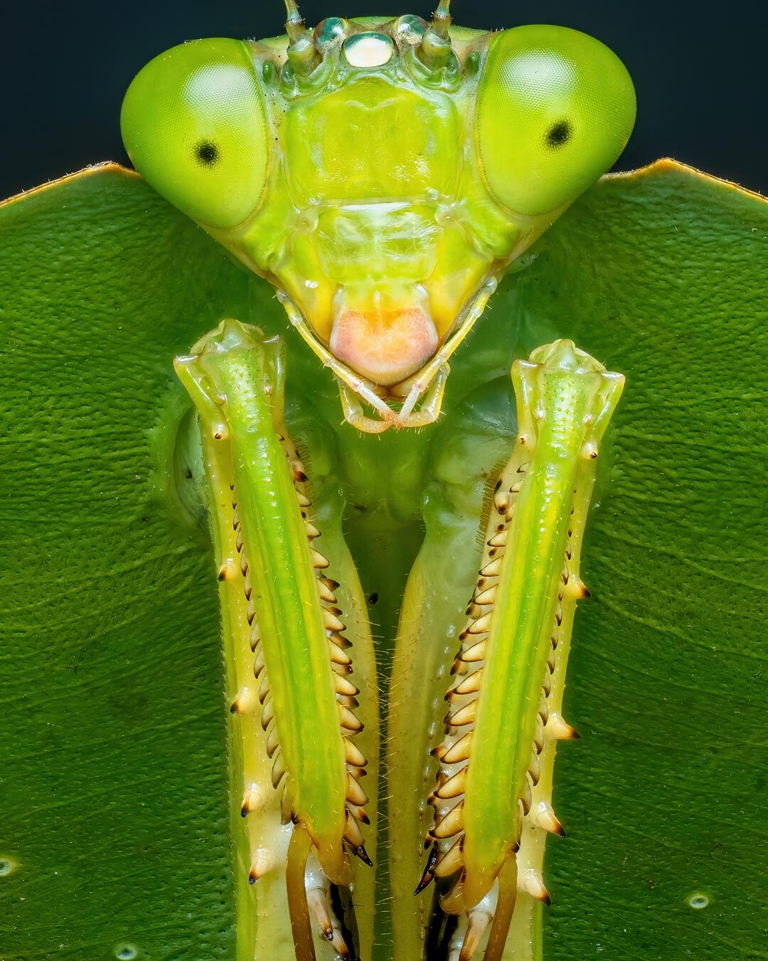 نمای نزدیک و ماکرو از مانتیس سپردار گونه Choeradodis rhombicollis با ظاهری شبیه به برگ سبز در جنگل‌های اکوادور.