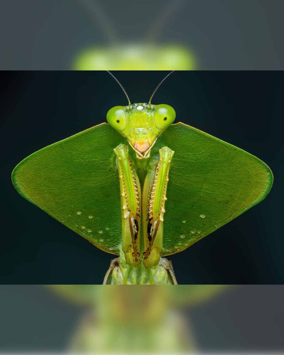 نمای نزدیک و ماکرو از مانتیس سپردار گونه Choeradodis rhombicollis با ظاهری شبیه به برگ سبز در جنگل‌های اکوادور.
