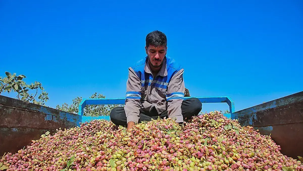 ایران دومین صادرکننده بزرگ پسته جهان شد؛ رقابت با آمریکا