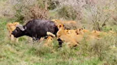 فرار معجزه‌آسای بوفالو از محاصره ۱۷ شیر گرسنه