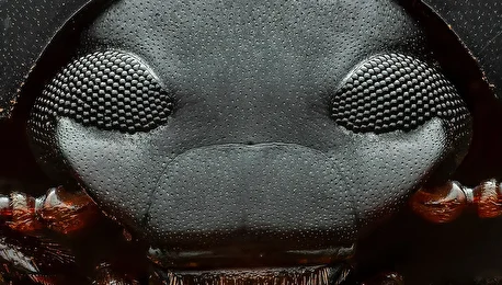 سوسک دارث ویدر؛ حشره ای شبیه به شخصیت معروف جنگ ستارگان (+عکس)