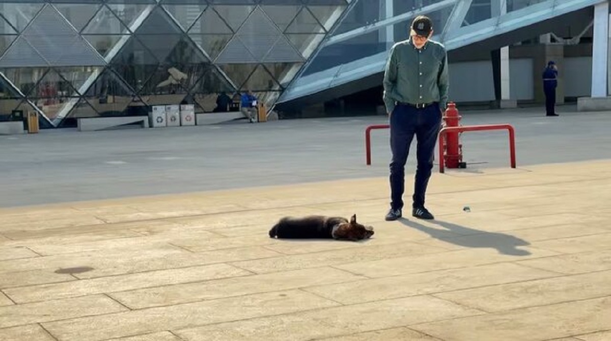 سگ‌های ولگرد رقیب فرعون مصر!