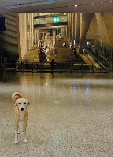 عکسهای دیگری که در فضای مجازی منتشر شده است، این سگ قهوهای روشن را نشان میدهد که ایستاده و مستقیم به دوربین نگاه میکند، یا روی صندلی یک رستوران داخل موزه استراحت میکند. عکسهای دیگری که در فضای مجازی منتشر شده است، این سگ قهوهای روشن را نشان میدهد که ایستاده و مستقیم به دوربین نگاه میکند، یا روی صندلی یک رستوران داخل موزه استراحت میکند.