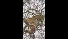 لحظات شکار عقاب توسط پلنگ از روی درخت