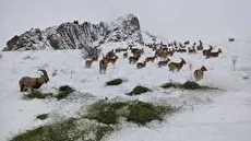 جلوه‌ای کم‌نظیر از حیات وحش در منطقه حفاظت شده البرز