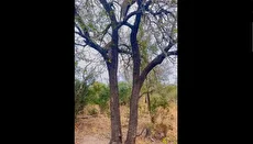 سرعت فوق‌العاده پلنگ برای بالا بردن لاشه ایمپالا از ترس کفتار‌ها