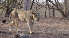 لحظه ملاقات شیر مادر و توله‌ها پس از طوفان و سیل