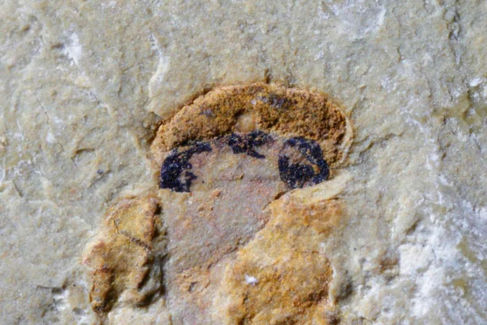 تصویر فسیلی از هایکوایکتیس که در آن ملانوزوم‌ها به‌خوبی حفظ و ماندگار شده‌اند؛ هایکوایکتیس ماهی کوچکی متعلق به دوره زمین‌شناسی کامبرین است که علاوه‌بر چشمان اصلی جفت دوم کوچکی از اندام‌های بینایی نیز داشته است.