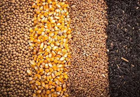 نهاده‌های دامی روی دست واردکنندگان مانده و مرغداران توان خرید ندارند