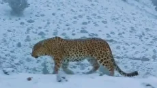 گشت&zwnj;وگذار پلنگ ایرانی در پارک ملی ساریگل در میان برف