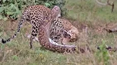 لحظات نفس گیر از درگیری مار پیتون با پلنگ در طبیعت