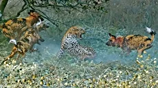 درگیری مرگبار پلنگ با سگ‌های وحشی در پارک ملی کروگر