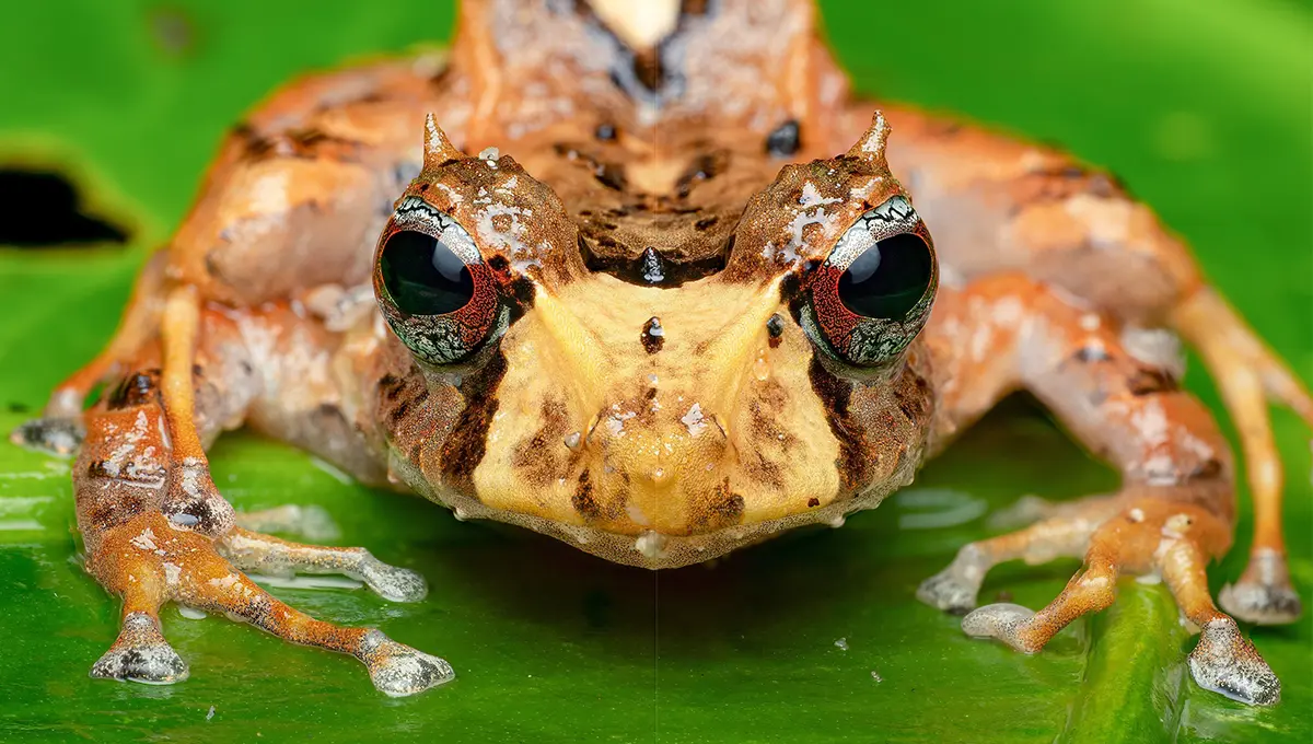 تصاویری بی نظیر از شاخ‌دار معروفِ جنگل‌های ابری اکوادور