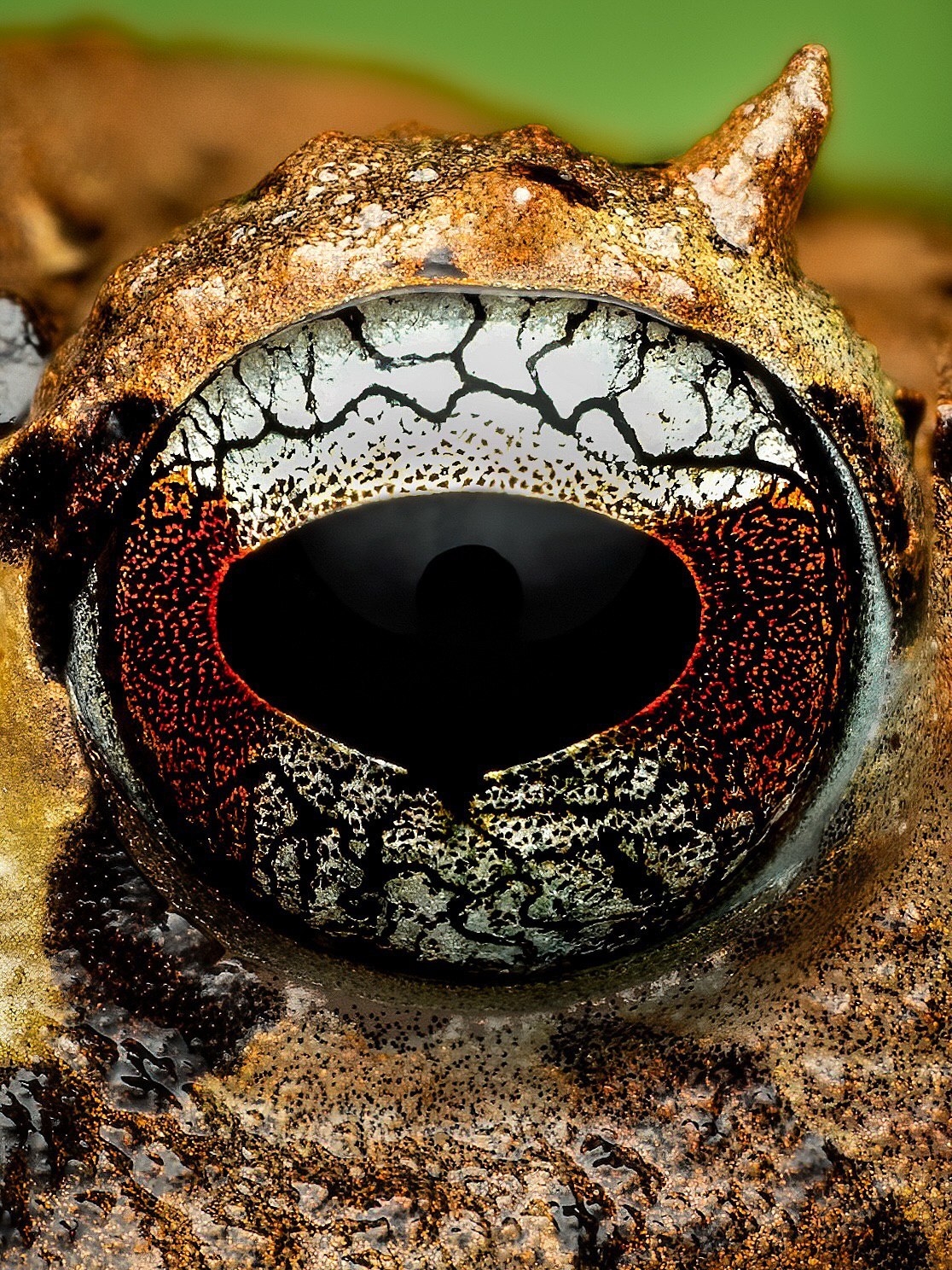 تصویر ماکرو از یک قورباغه شاخ‌دار در جنگل‌های ابری اکوادور با جزییات چشم‌ها و بازتاب رطوبت روی پوست در محیط بارانی.