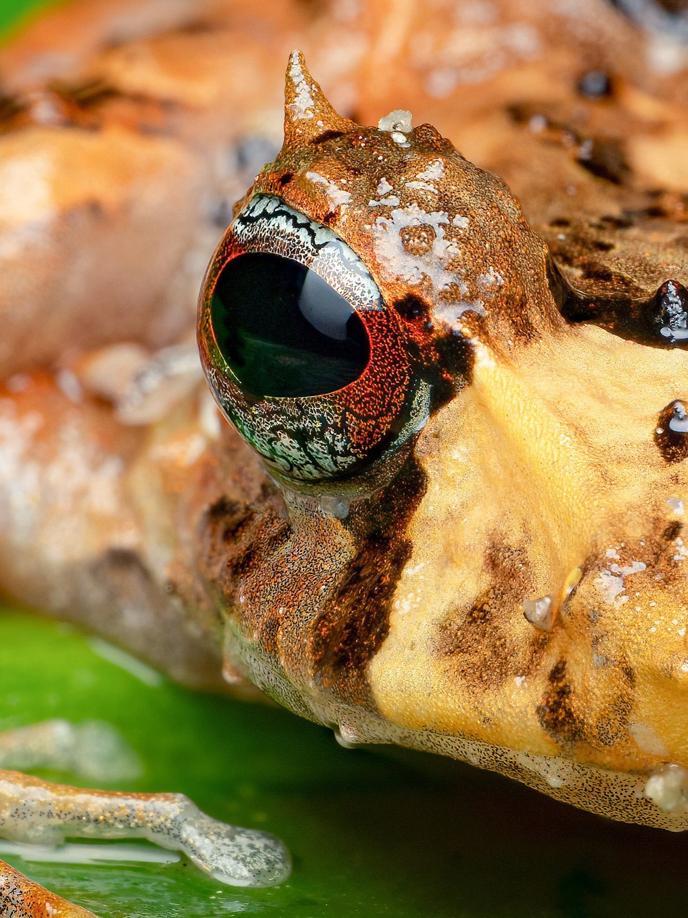 تصویر ماکرو از یک قورباغه شاخ‌دار در جنگل‌های ابری اکوادور با جزییات چشم‌ها و بازتاب رطوبت روی پوست در محیط بارانی.