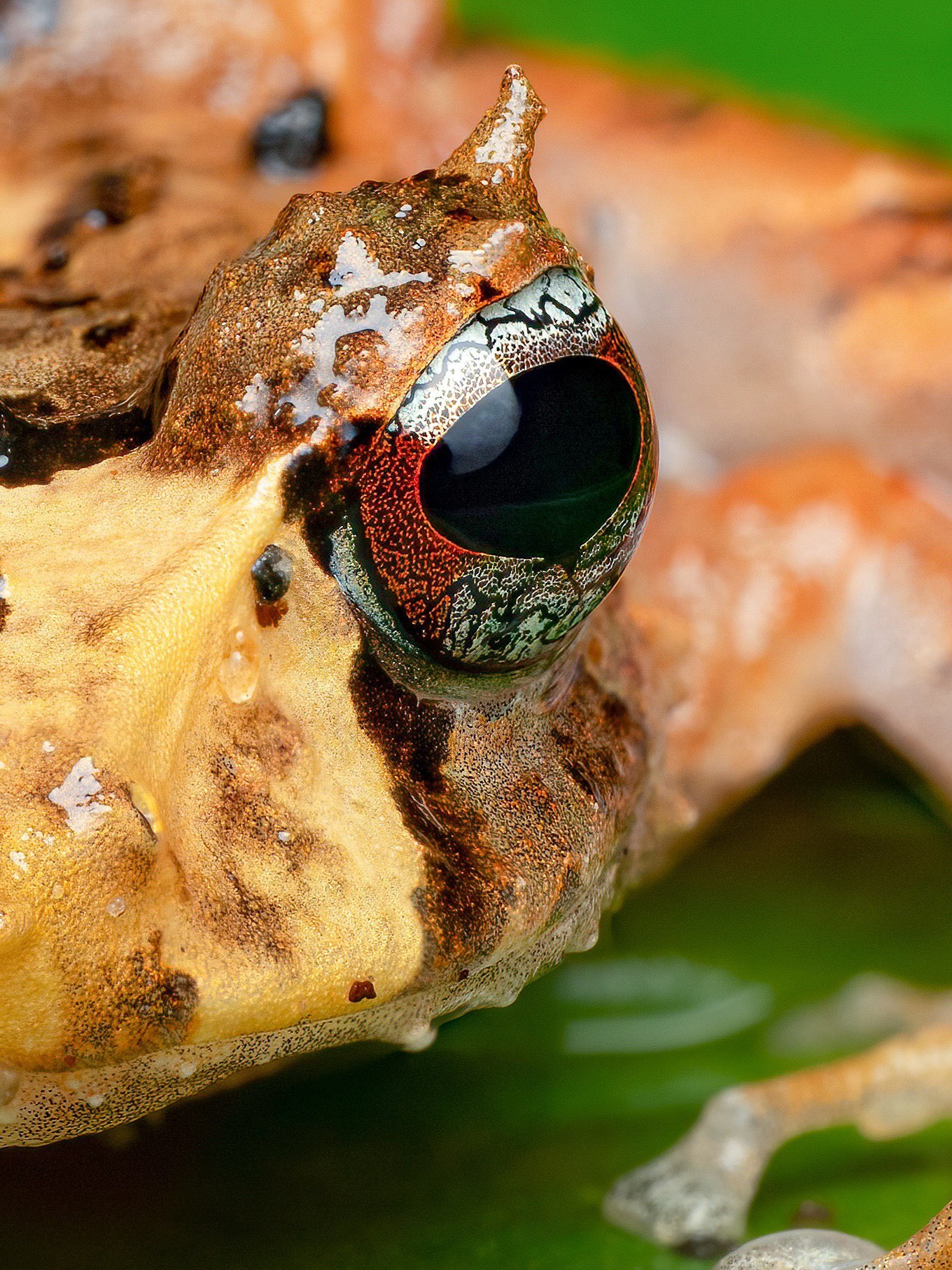 تصویر ماکرو از یک قورباغه شاخ‌دار در جنگل‌های ابری اکوادور با جزییات چشم‌ها و بازتاب رطوبت روی پوست در محیط بارانی.