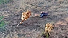 توله گراز شجاع ۳ یوزپلنگ را در پارک کروگر فراری داد