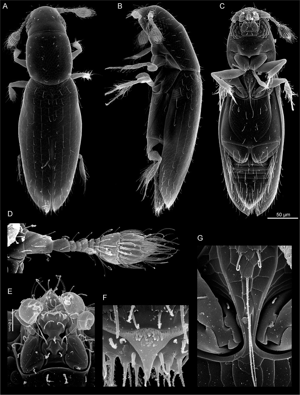 سوسک Scydosella musawasensis