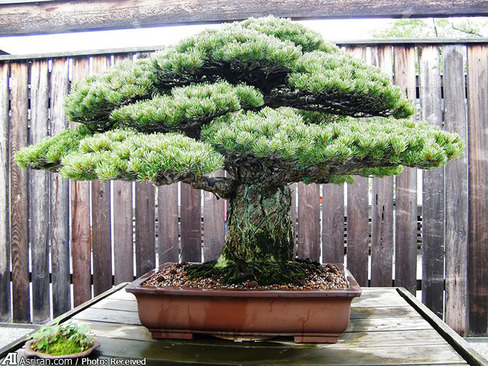 این درخت بونسای 390 ساله از حادثه هیروشیما جان سالم به در برده است.