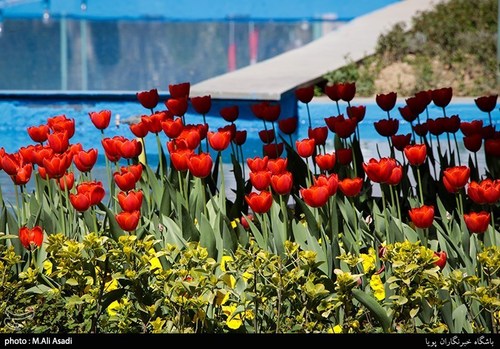 تصاویری از گل‌های لاله در پارک شهر تهران